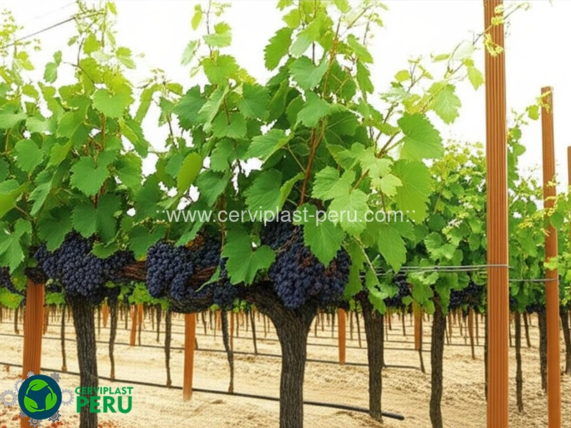 Perfiles para plantaciones de uva