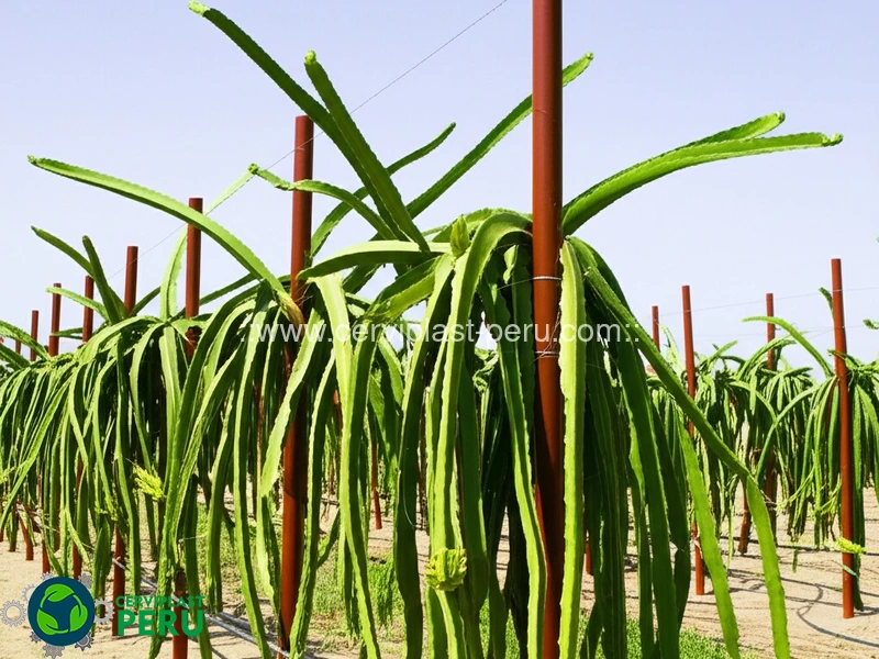 Postes para plantaciones de Pitahaya